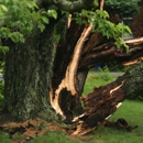 Kentucky Tree - Tree Service