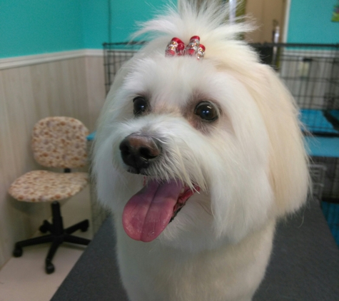 Polly's Pet Grooming - Dunedin, FL. Rocco