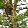 Carney Tree Service LLC gallery