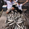 Southern Comfort Fishing Charters LLC gallery