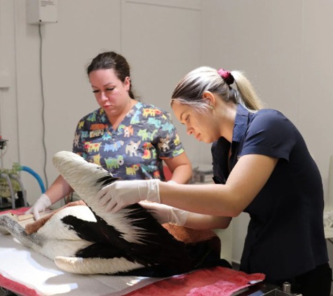 Hammett Street Veterinary Surgery - Currajong, QLD