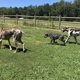 Garners Great Danes