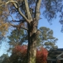 Affordable Carolina Tree Service