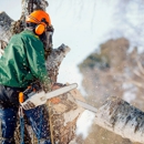 The Tree Marshall - Stump Removal & Grinding