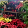 Lex Plant Farm & Garden Center