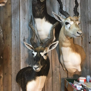 Twisted Hollow -Taxidermy - Arlington, TX