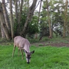 Fort Casey Inn gallery