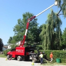 DeNisi Tree Service - Arborists