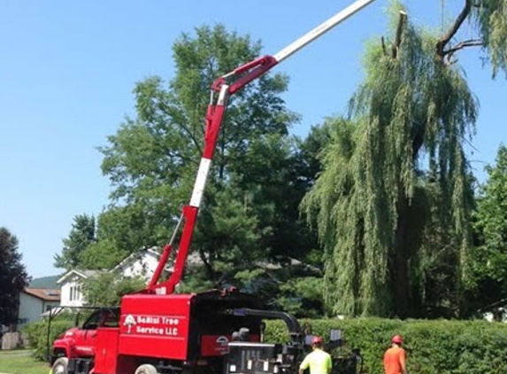 DeNisi Tree Service - Hamden, CT