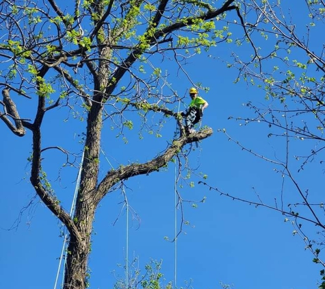 Larry''s Family tree service LLC - Parkersburg, WV