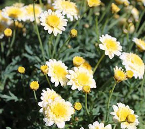 BEST Nursery - Inverell, NSW