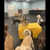 Dogtopia of Jacksonville - Beach Blvd gallery