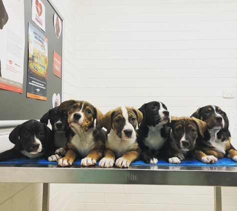 Riverland Veterinary Practice - Berri, SA