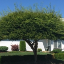 Pacific Tree Service - Tree Service