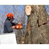 Steve's Tree Service gallery