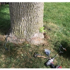 West Michigan Tree Services