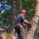 Kings Trees Inc. - Stump Removal & Grinding