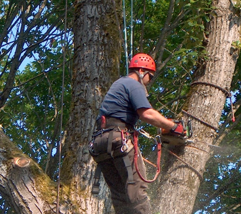 Kings Trees Inc. - Duvall, WA