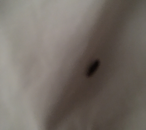 Regency Inn - Lexington, NC. Adult bed bug with some small 1s