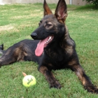 German Shepherds of Texas