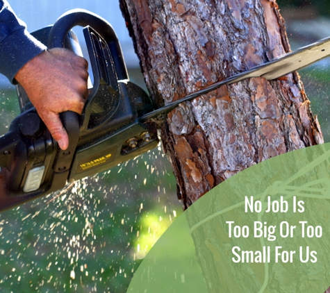 BDS Tree Care. No Job Is Too Big Or Too Small For Us