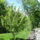 SavATree - Tree Service & Lawn Care