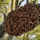 Beetech Bee Control