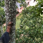 Open Canopy Tree Service