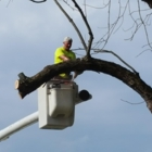 Shaffer Tree Removal