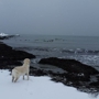 Beach Dog Pet Services