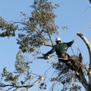 Remarkable Tree Service - Tree Service