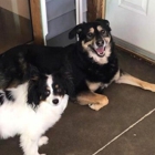 Bark & Play Daycare & Suites, L.L.C.