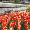 Keesen Landscape Management gallery