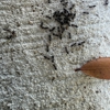 Webenex Services Pest Control gallery