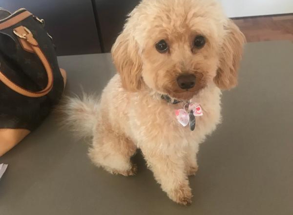 Superb Dog Grooming - Wheelers Hill, VIC