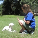 Green Dog Training - Pet Training