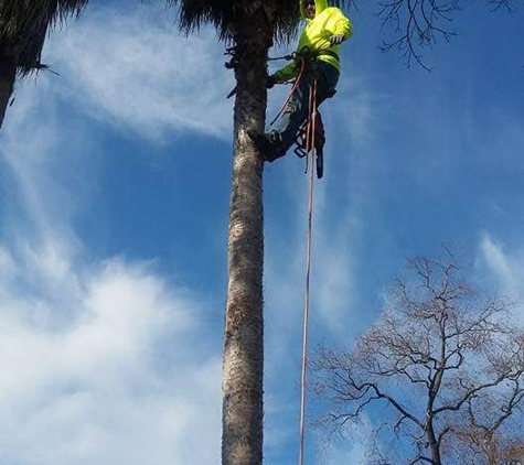 william tree service - Houston, TX