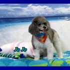 Cool Dog Grooming Studio LLC