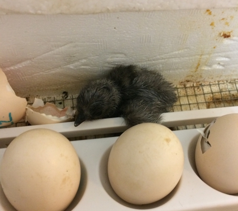 Old McDebbie's Farm - Spanaway, WA. Silkie & Polish chicks for sale