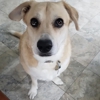 PT's Pet Sitting Service gallery