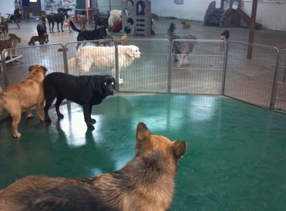 Kamp K 9 Dog Daycare - Saint Louis, MO