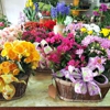 Hazel's Flowers gallery