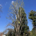 Canyon's Tree Service