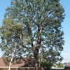 TreeCare Arborists gallery