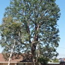 TreeCare Arborists - Arborists