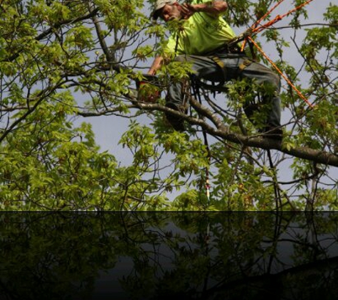 Accurate Tree Service - Calvert City, KY