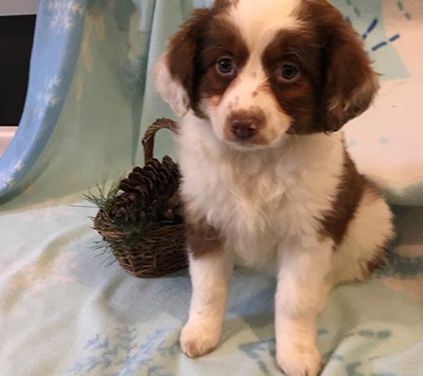 Sunset Ridge Puppies - Boyceville, WI