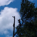 Quick Cut Tree Svc - Arborists