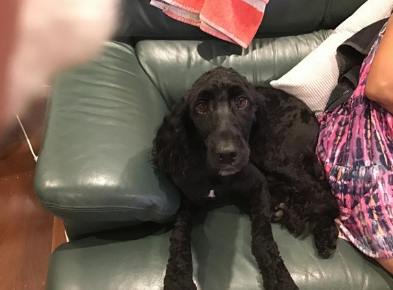 Paw FX Grooming Salon - Bracken Ridge, QLD. Our sexy black girl