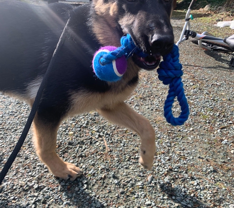 Free and Balanced K9 Training - Arlington, WA